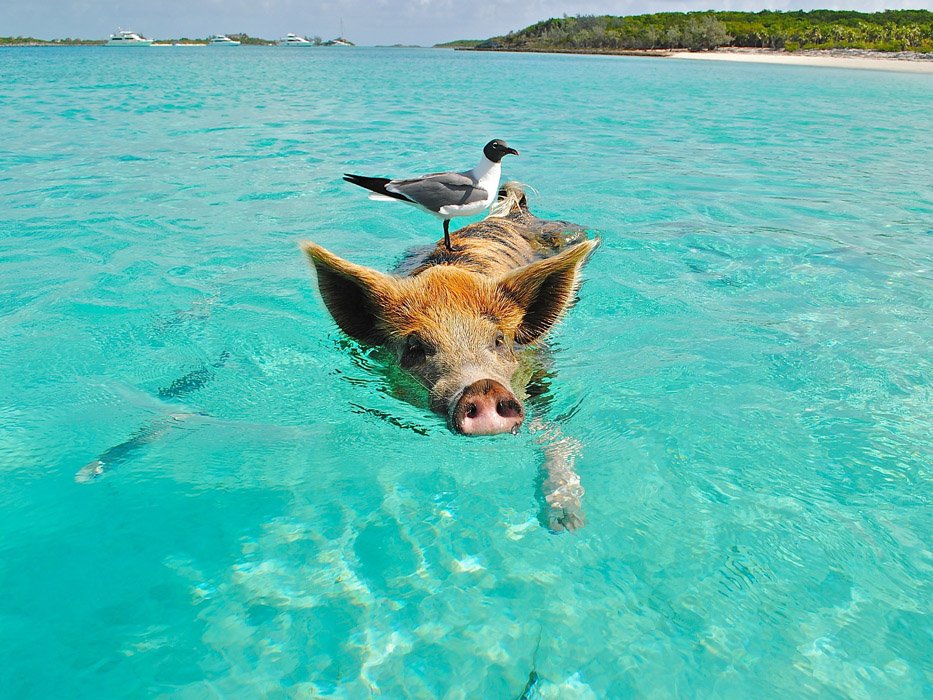 10 Epic Things To Do in Exuma Including Swimming Pigs - THE EVOLISTA