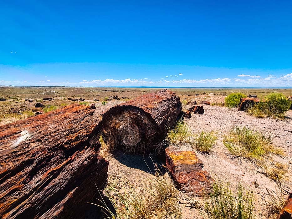 Petrified Forest National Park